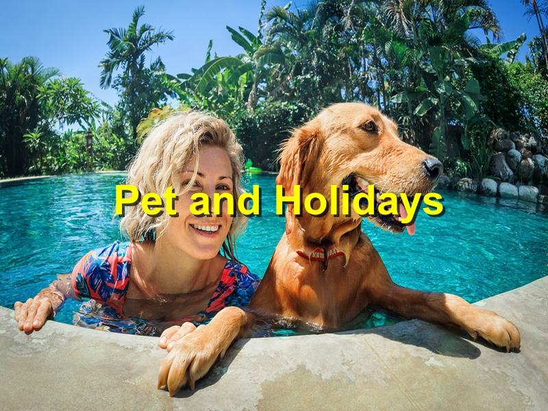 Read more about the article How to Care for Your Pet During the Holidays