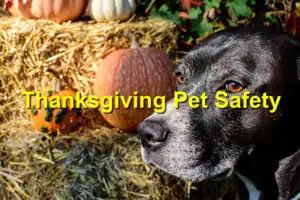 thanksgiving pet safety