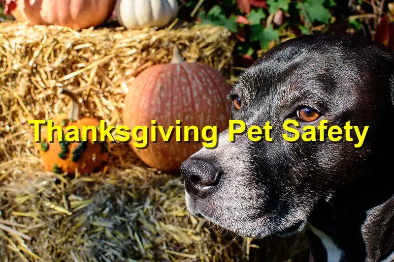 Read more about the article Thanksgiving Pet Safety: Keeping Your Pets Safe During the Feast