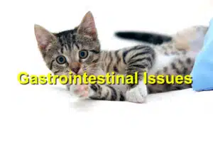 Read more about the article Recognizing Signs of Gastrointestinal Issues in Cats