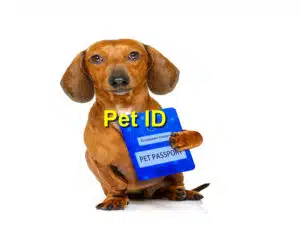 Read more about the article National Pet ID Week: Importance of Microchipping Your Pets