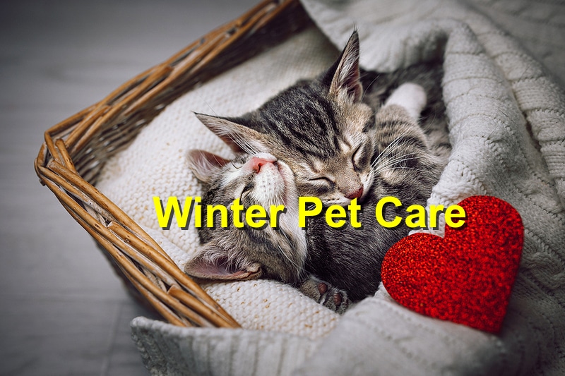 How to Care for Your Pet in the Cold