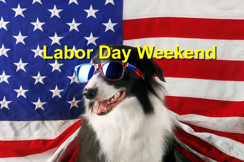 Read more about the article Labor Day Pet Safety: Handling Pet Emergencies Over the Weekend