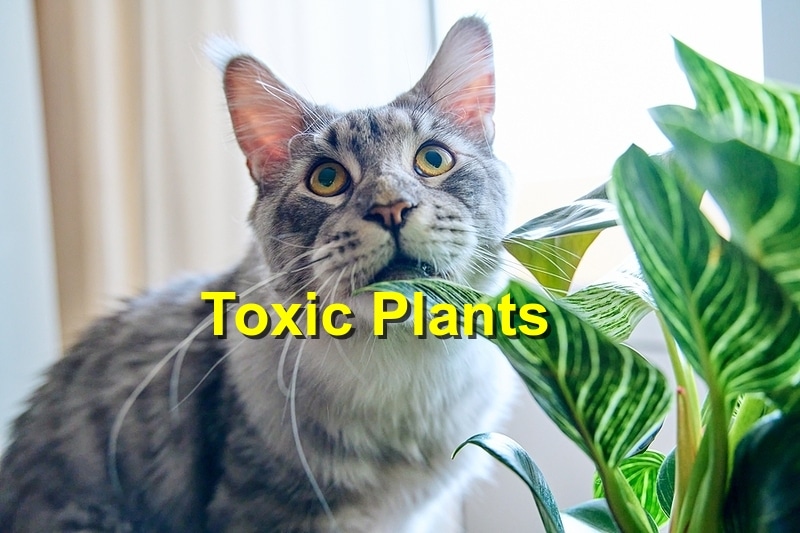 Common Houseplants Which are Poisonous to Cats￼