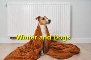 Read more about the article Keeping Your Dog Safe This Winter