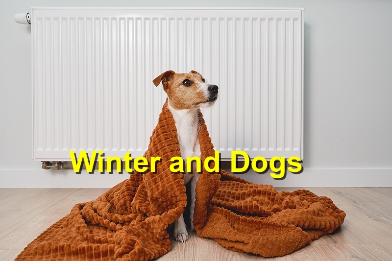 You are currently viewing Keeping Your Dog Safe This Winter