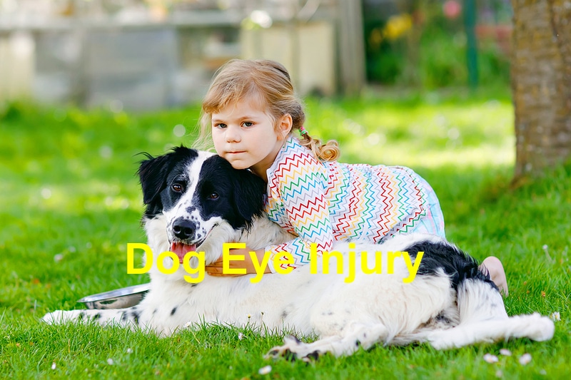You are currently viewing Dog Eye Injury: Things you Ought to Know
