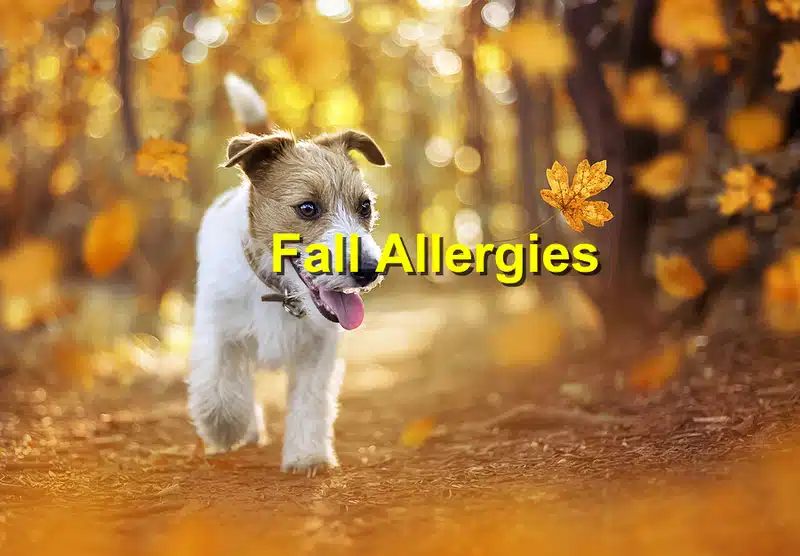 Read more about the article Fall Allergies: What You Should Know About Pets and Pollen