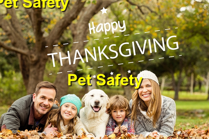Thanksgiving Pet Safety: How to Avoid Pet Emergencies at Dinner