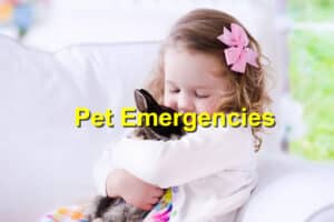 Pet Emergencies