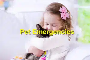 Pet Emergencies