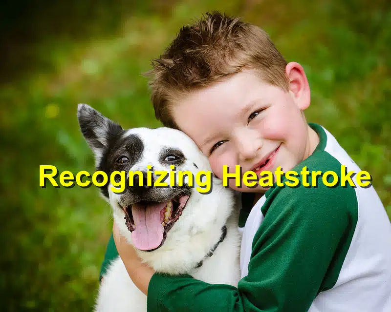 You are currently viewing Heatstroke Awareness: Protecting Your Cat in the Summer Heat