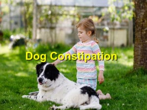 Read more about the article Dog Constipation Tips You Should Know￼