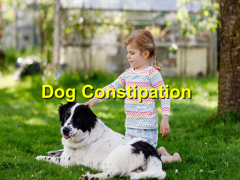 You are currently viewing Dog Constipation Tips You Should Know￼