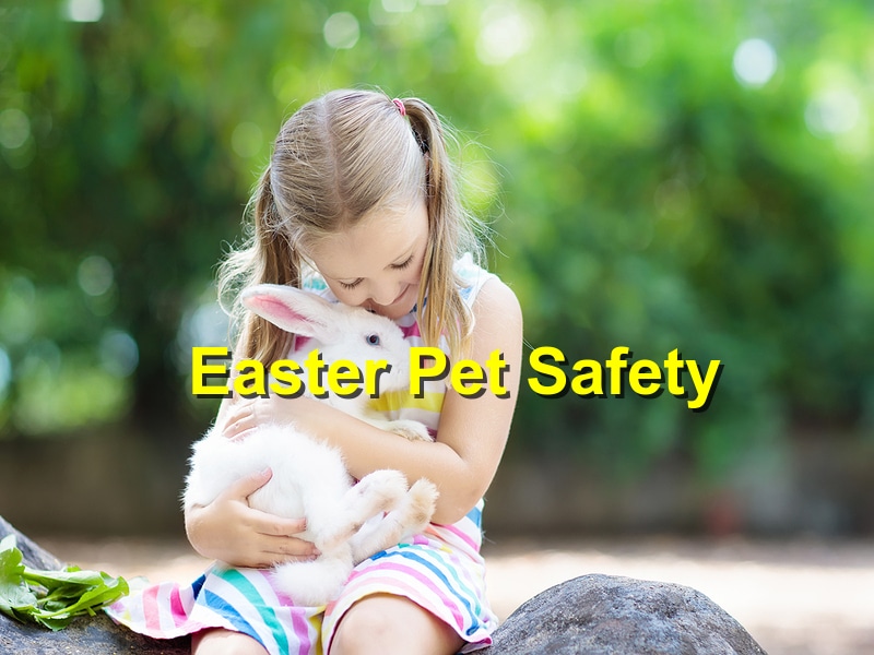 Easter Pet Safety: Preventing Common Holiday Hazards