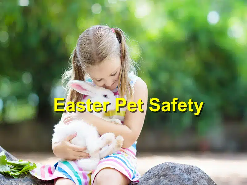 Read more about the article Easter Pet Safety: Preventing Common Holiday Hazards