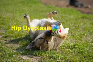 Read more about the article Understanding Hip Dysplasia in Dogs