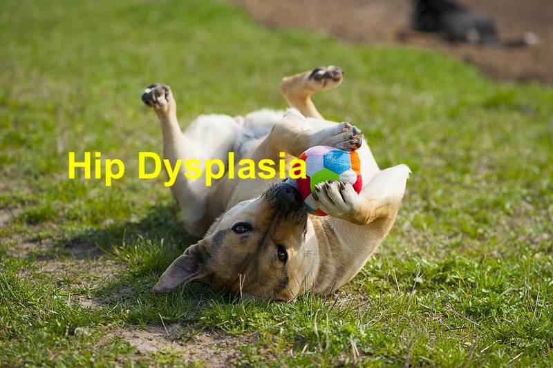You are currently viewing Understanding Hip Dysplasia in Dogs