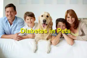 diabetes in pets