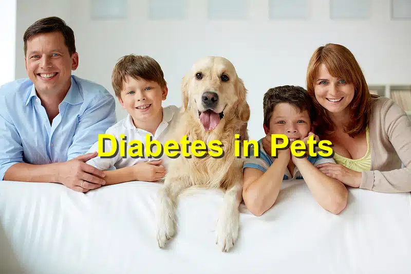 You are currently viewing Pet Diabetes Awareness Month: Recognizing and Managing Diabetes in Pets