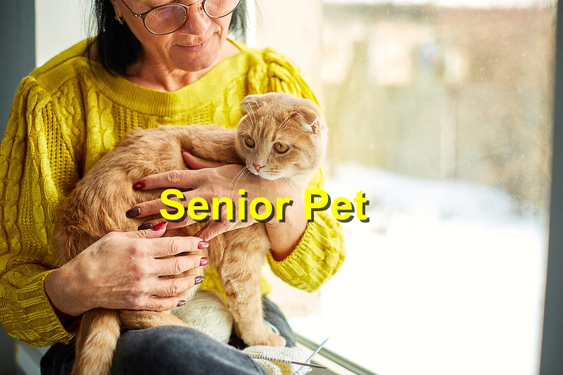 The Little Known Upsides of Adopting a Senior Pet