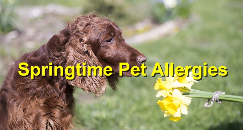 Springtime Pet Allergies: Symptoms and Treatment
