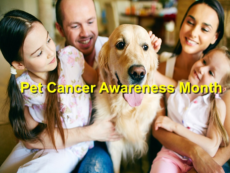 National Pet Cancer Awareness Month: Early Detection and Support for Pet Owners