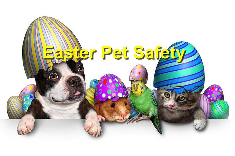 You are currently viewing How to Avoid a Pet Disaster This Easter