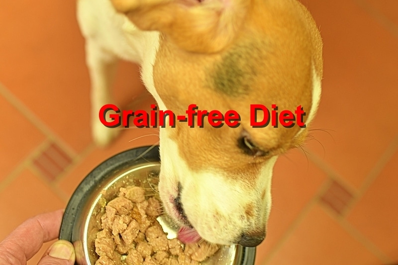 You are currently viewing The Benefits of a Grain-Free Diet for Your Pet