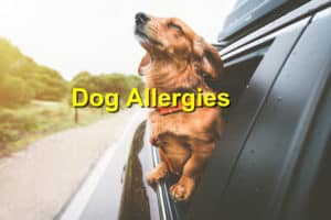 Read more about the article Dog Allergies: When Should One be Concerned?