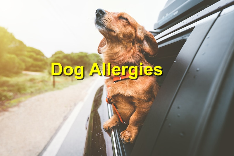Dog Allergies: When Should One be Concerned?