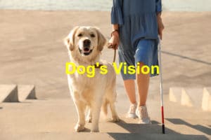Read more about the article 4 Signs Your Dog’s Vision is Decreasing