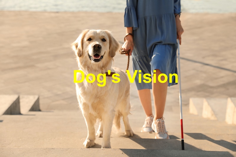 You are currently viewing 4 Signs Your Dog’s Vision is Decreasing