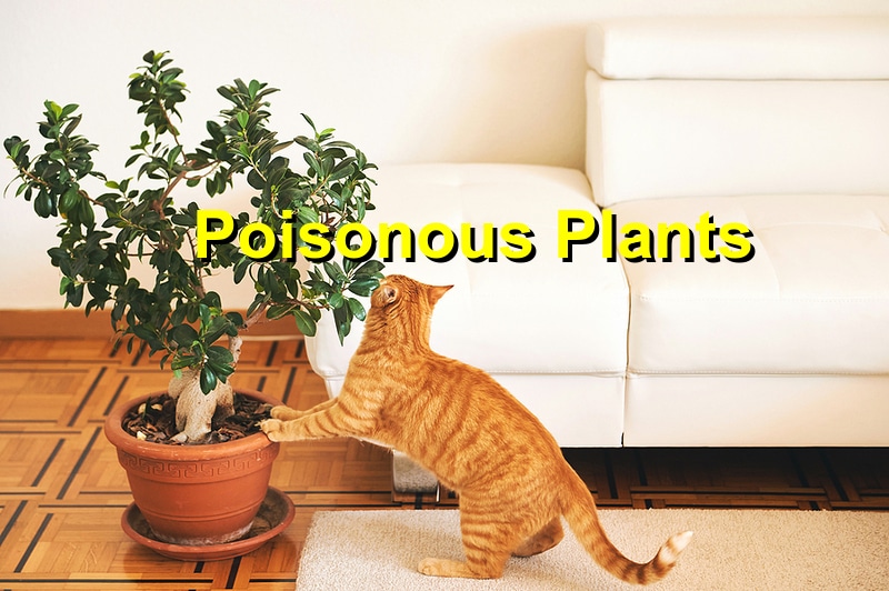 Read more about the article Which Plants are Poisonous to Your Cat?
