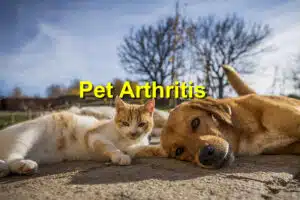 Read more about the article Recognizing Signs of Arthritis in Dogs and Cats