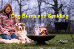 Read more about the article Dogs Burns and Scalding – The Basics