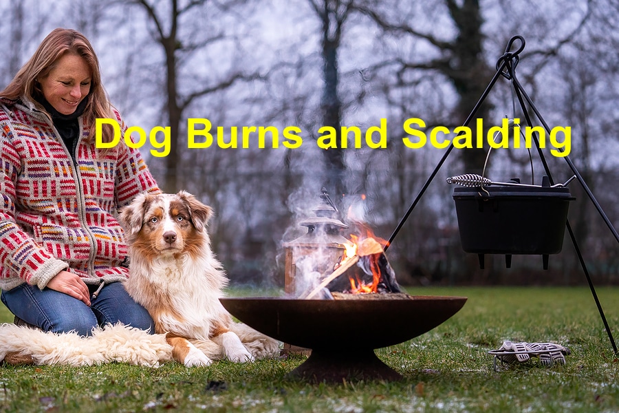 You are currently viewing Dogs Burns and Scalding – The Basics