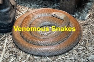 Read more about the article Venomous Snakes You Ought to Look Out For