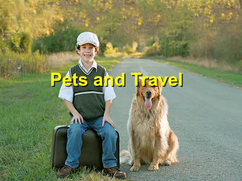 You are currently viewing Traveling with Pets: Tips for a Safe and Enjoyable Journey