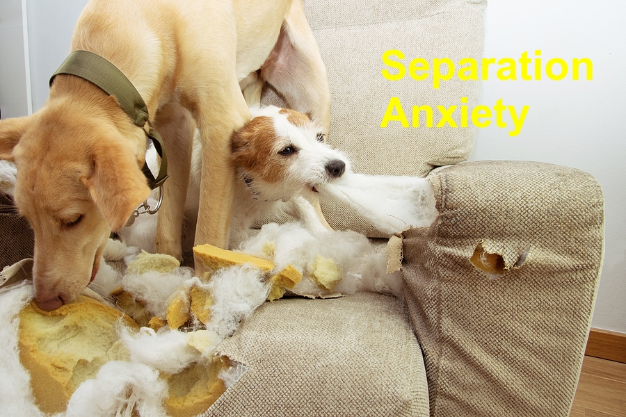 Read more about the article Four Signs of Separation Anxiety is Dogs to Look out For