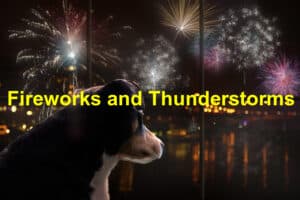 Read more about the article How to Care for Your Pet During Fireworks and Thunderstorms