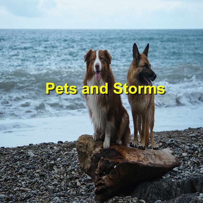 Read more about the article Weathering the Storm: How to Care for Your Pet After a Storm