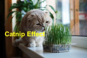 Read more about the article What Does a Catnip Do to Your Cat?