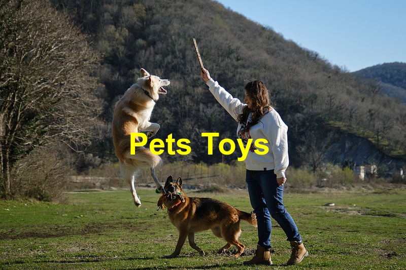 Read more about the article Pawsitively Entertaining: The Top Toys for Your Cat or Dog