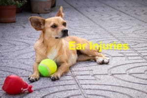 Read more about the article How to Handle Ear Injuries in Dogs