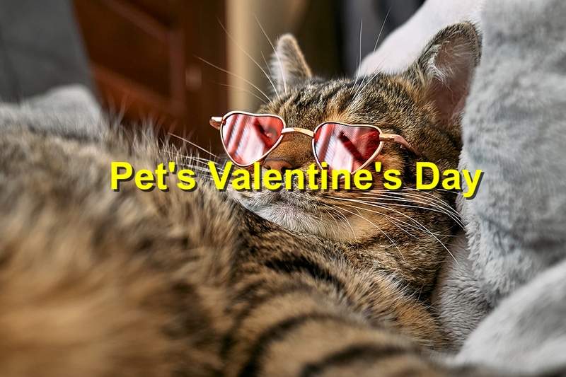 Read more about the article Valentine’s Day Pet Safety: Keeping Your Furry Valentine Safe