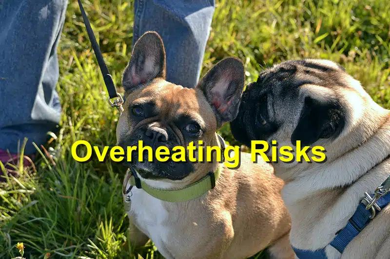 Read more about the article The Risks of Overheating for Pets in Spring