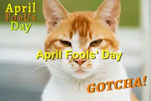 Read more about the article April Fools’ Day Pranks to Avoid Playing on Your Pets