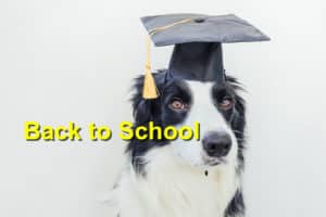 Read more about the article Back to School and Your Pet