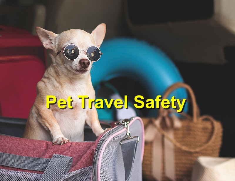 Travel Safety Tips for Your Pet this Holiday Season